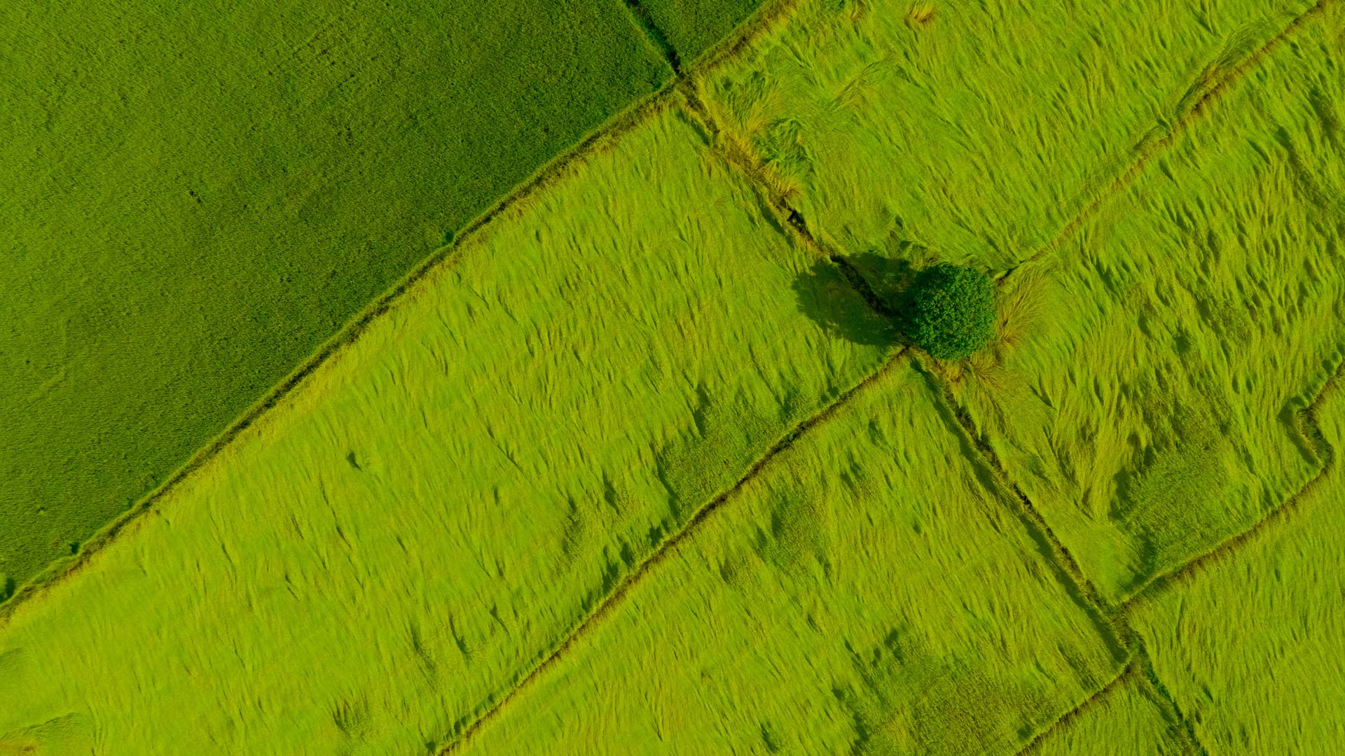 Aenean dignissim lorem et diam rutrum, vel maximus lorem elementum. Curabitur nunc velit, tristique a rhoncus eu, convallis quis leo.